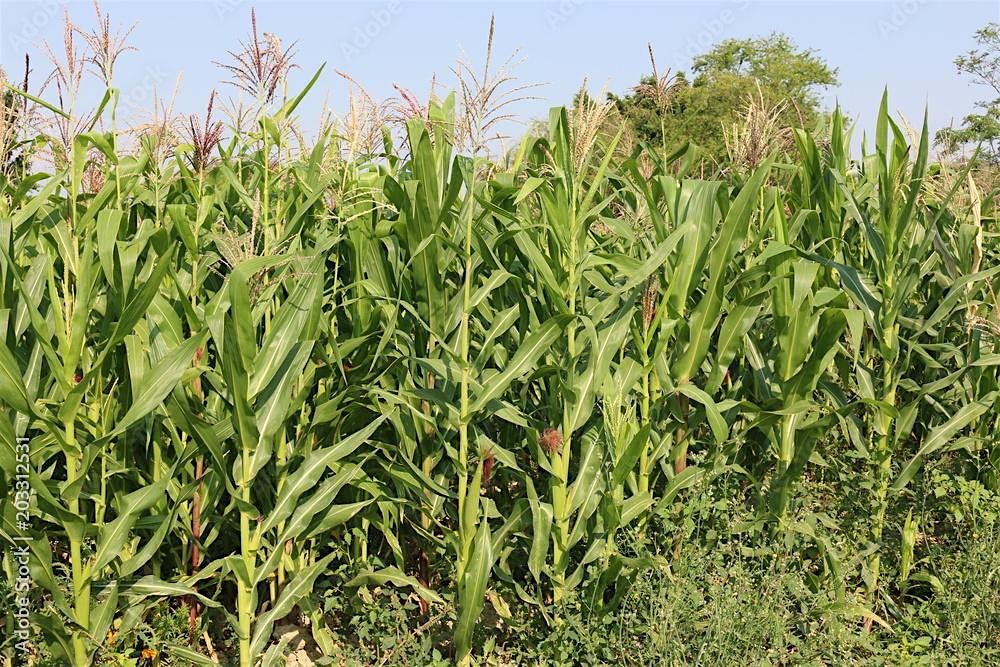 Milpas: Ancient Indigenous Agriculture in the Southeastern U.S.