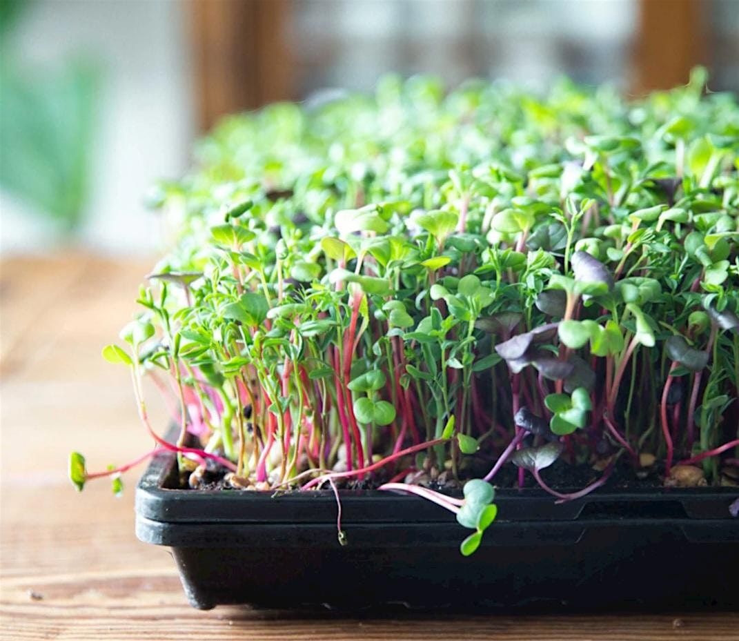 Growing herbs\/microgreens