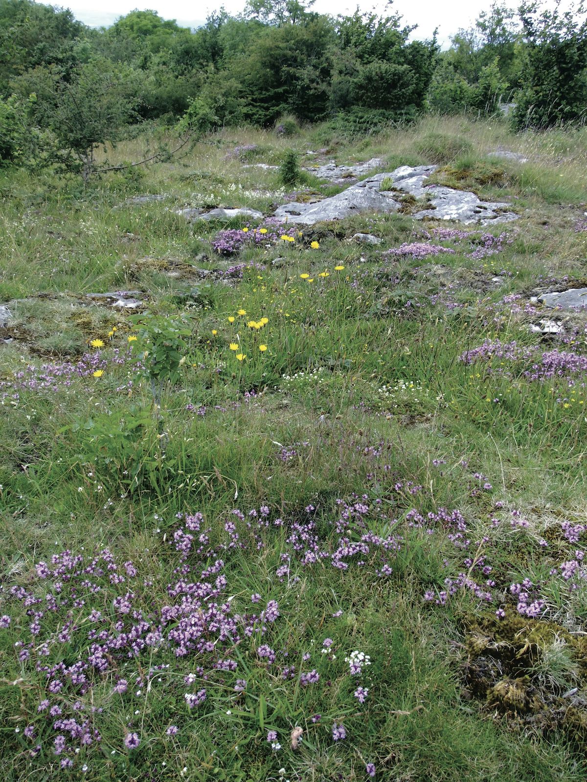 Conservation day at Hutton Roof Crags Nature Reserve