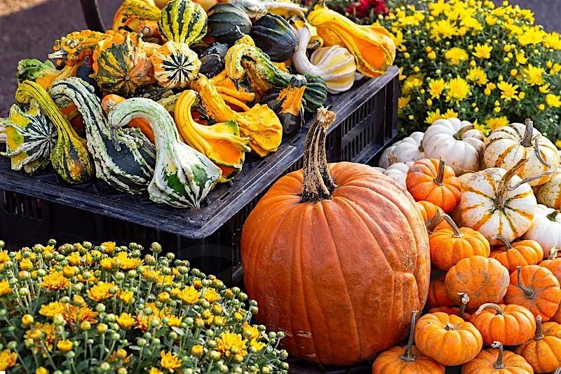 Pumpkin Palooza