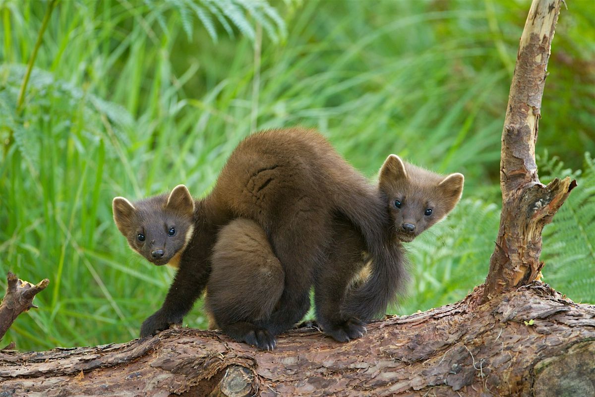 Talk for tourism & hospitality workers; the Two Moors pine marten project