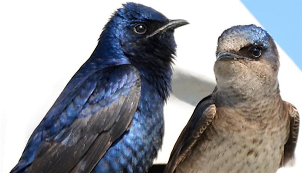 Purple Martins Coming to Seabrook Island