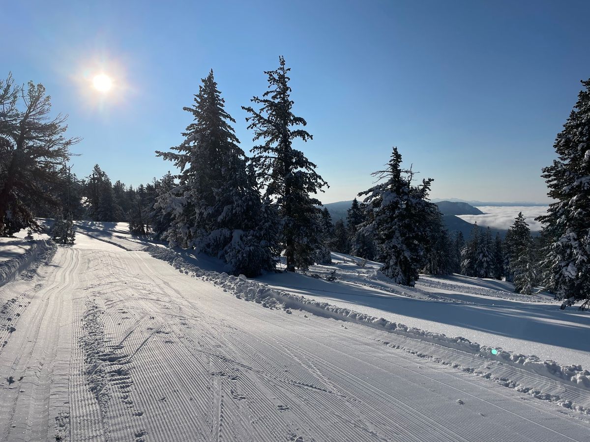 Western White Pine Planting