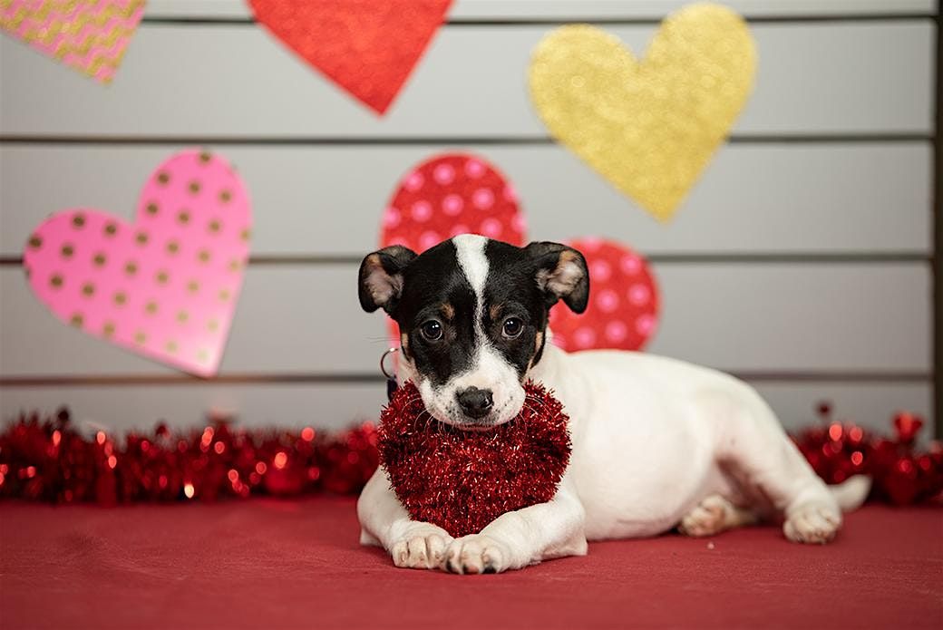 Paws, Love & Valentine Day Photos