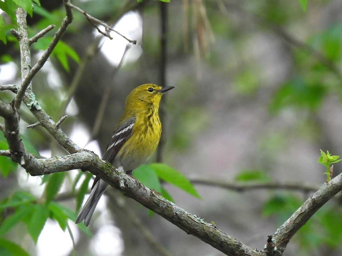 Birding Basics @ Hilltop Arboretum - Evening Class (Spring 2025)