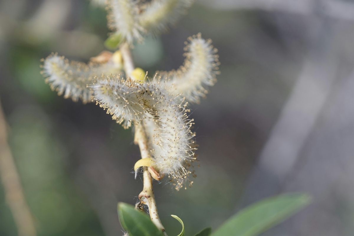 From Gardens to Forests: How Plants Travel