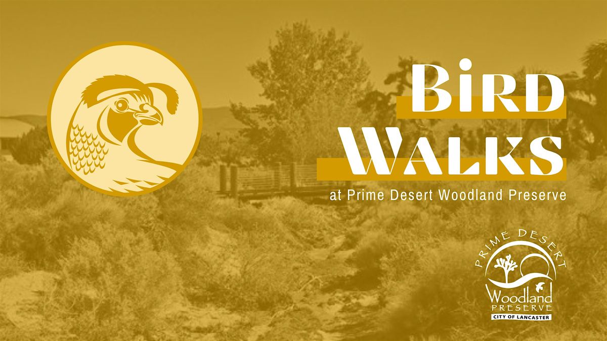 Bird Walks at Prime Desert Woodland Preserve