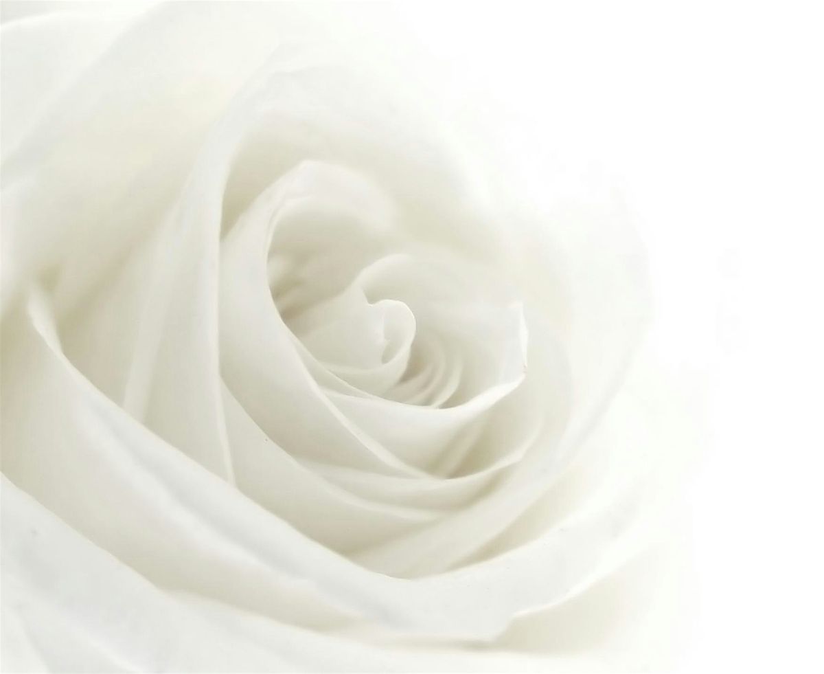 White Rose Ceremony