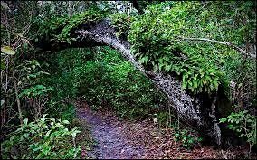 Guided Barrier Island Sanctuary Hike