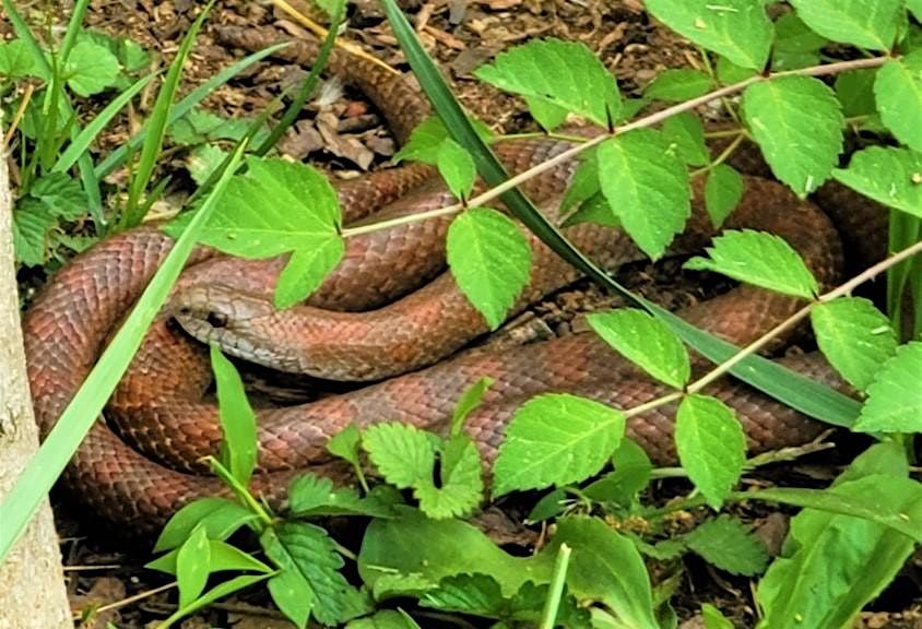 Snake identification