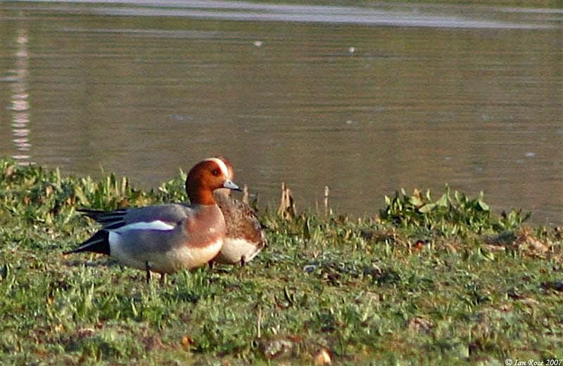 Waterfowl - Identification of Ducks, Geese and Swans with Nathan Long