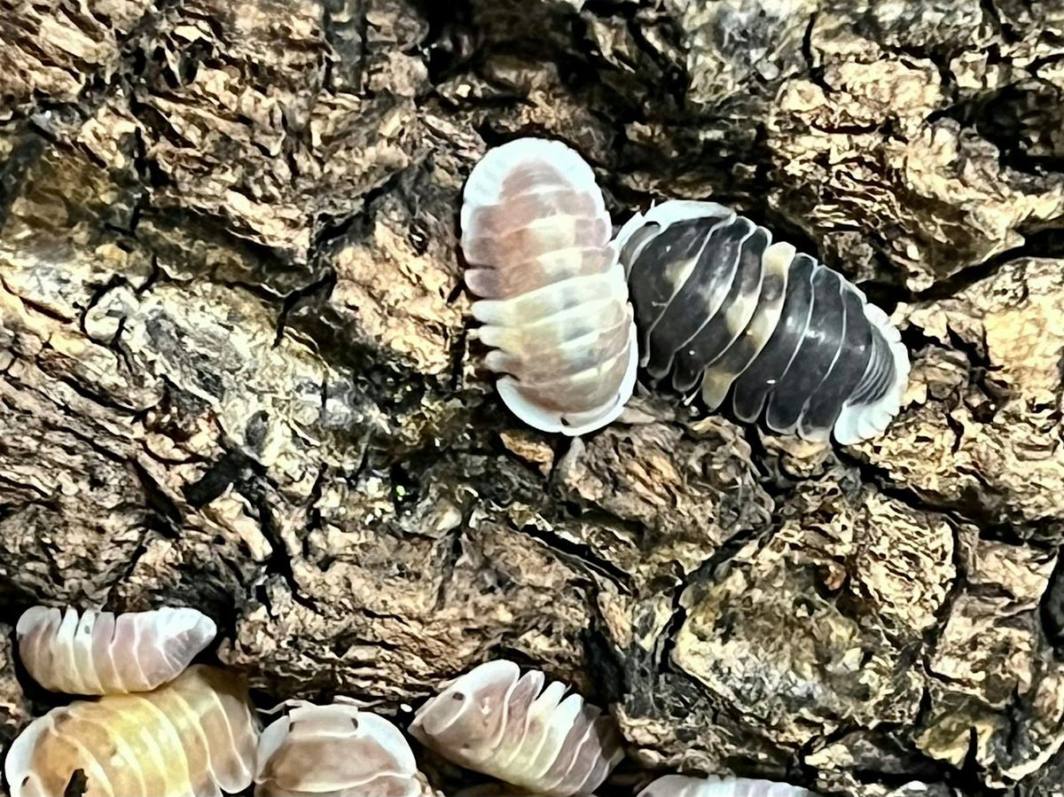 Isopod Breeding and Ecosystem Workshop by A Good Place