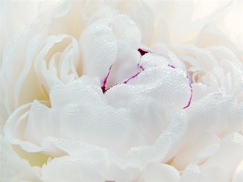 White Peony Plant Immersion Meditation