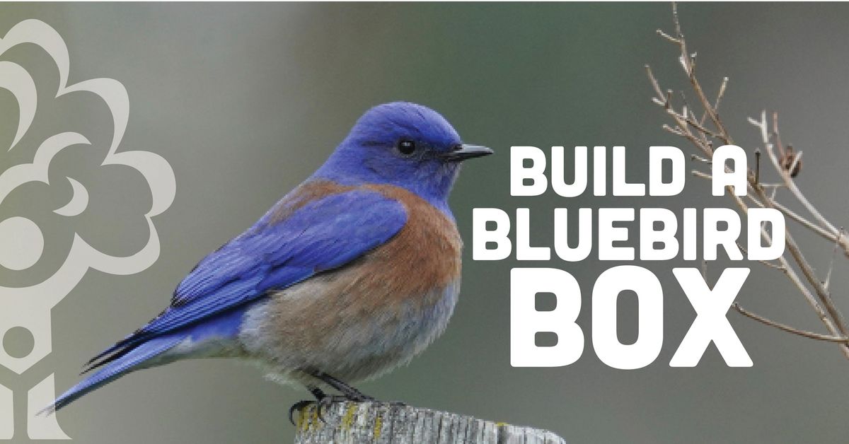 Blue Bird Box Workshop