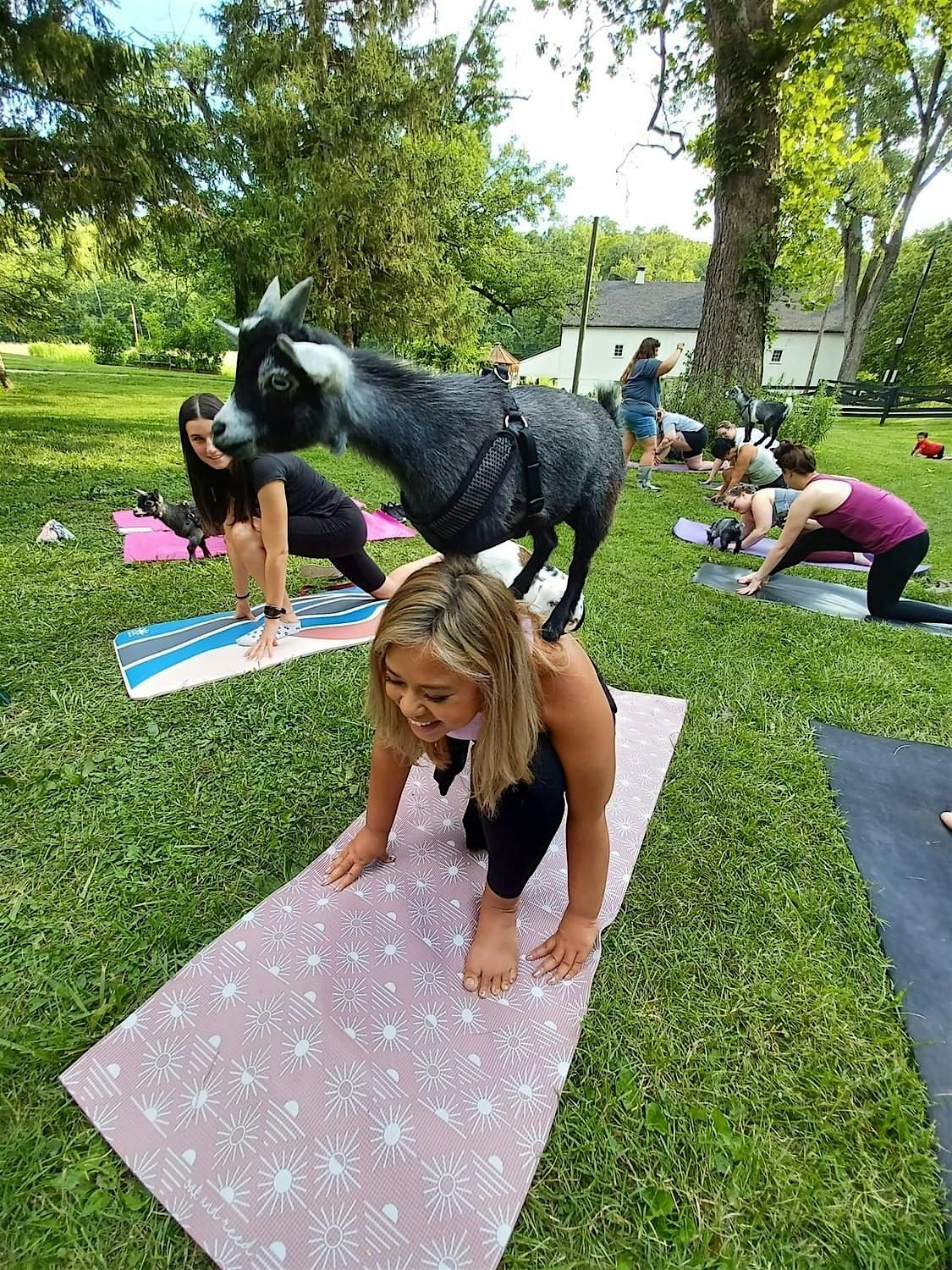 Goat Yoga & U-Pick Lavender