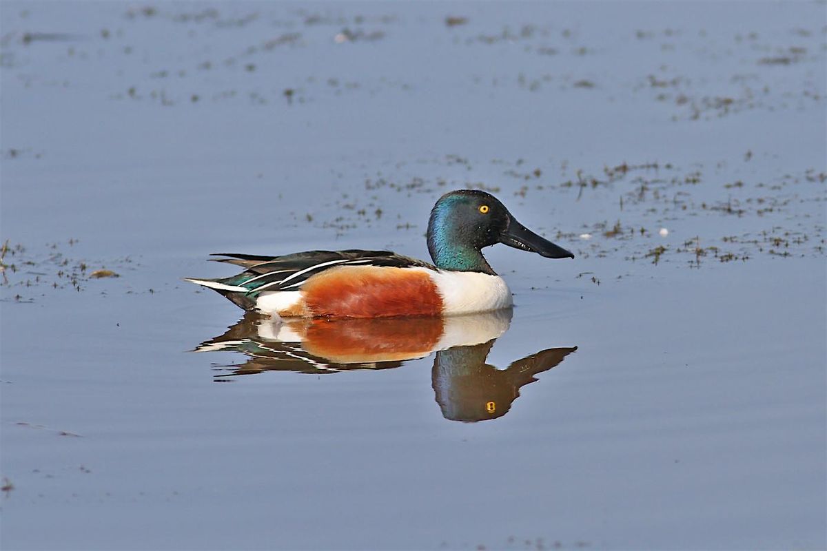 Wild Walk - Winter Wildfowl Walk at Cossington Meadows