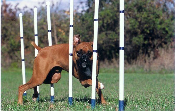 AKC Agility Trial MRC!