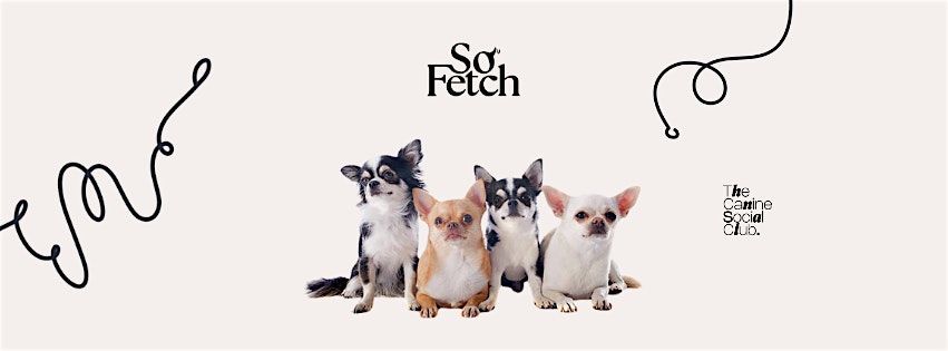 Chihuahua Meet-Up