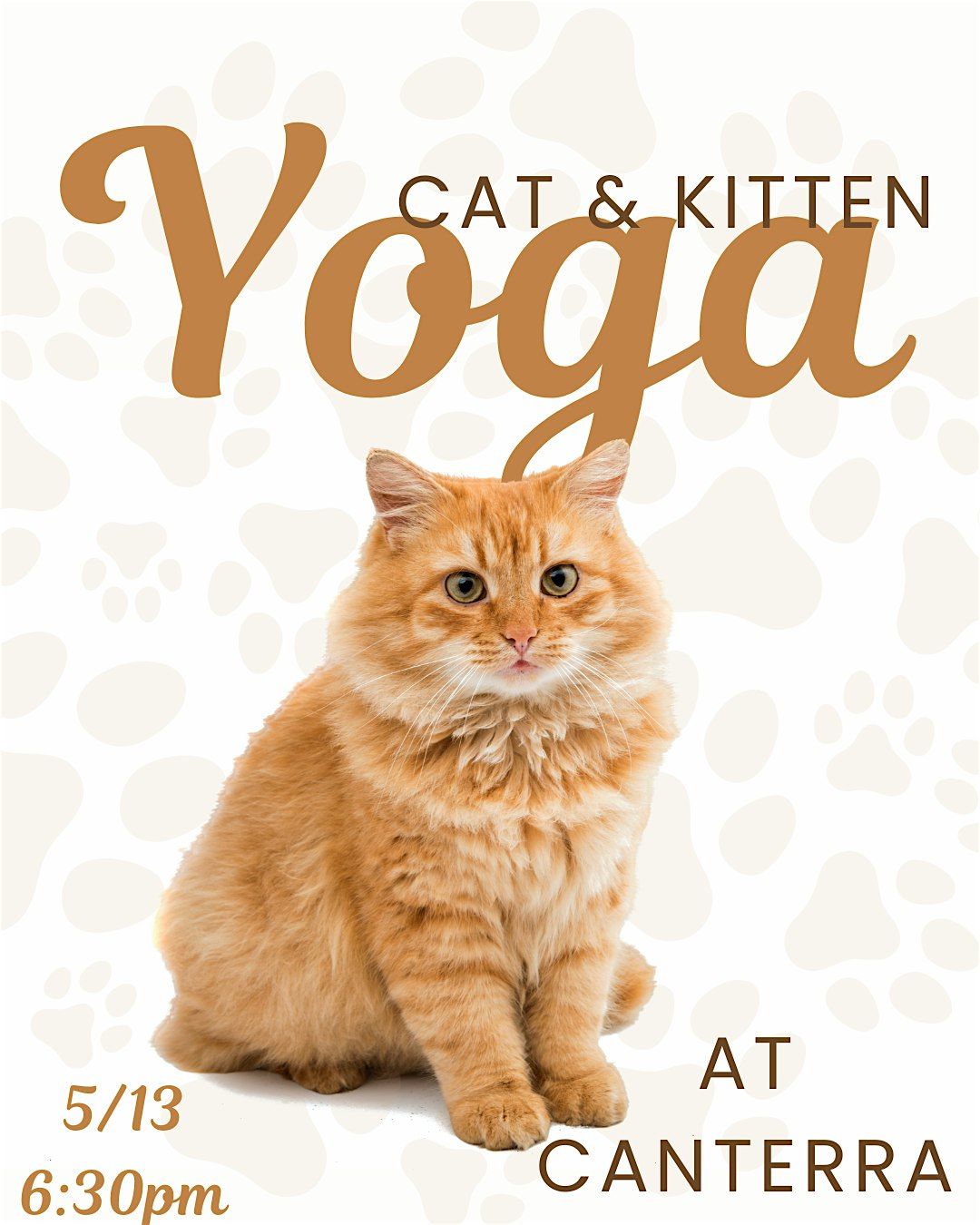Cat and Kitten Yoga at Canterra with the Buffalo Animal Shelter