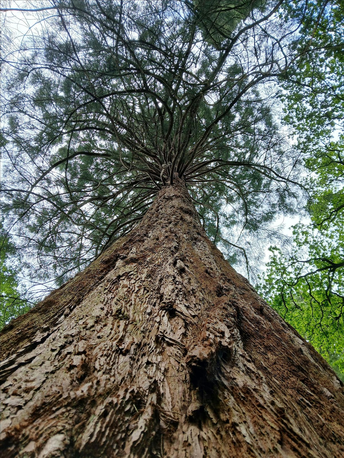 Embracing Winter - Forest Bathing