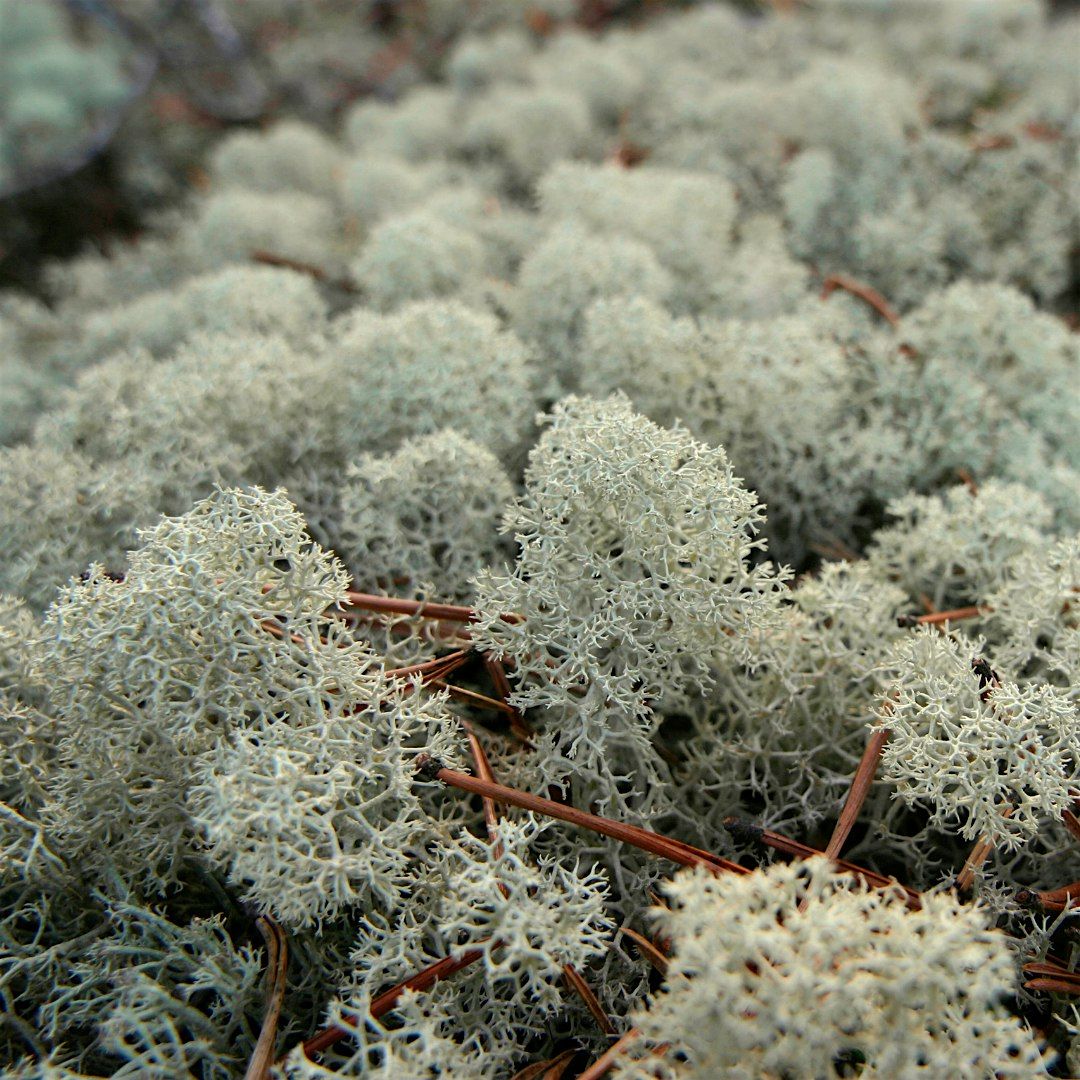 Lichens in the Scrub Hike at Spruce Bluff Preserve