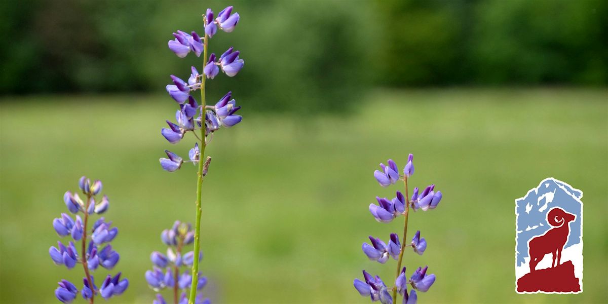 Wildflowers of Rocky Mountain National Park: Montane and Subalpine