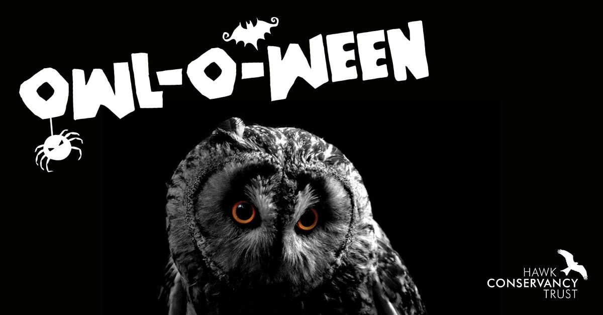 Owl-O-Ween