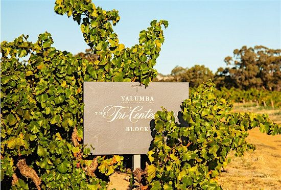 Yalumba - Wines of Australia Masterclass at Amathus Northcote