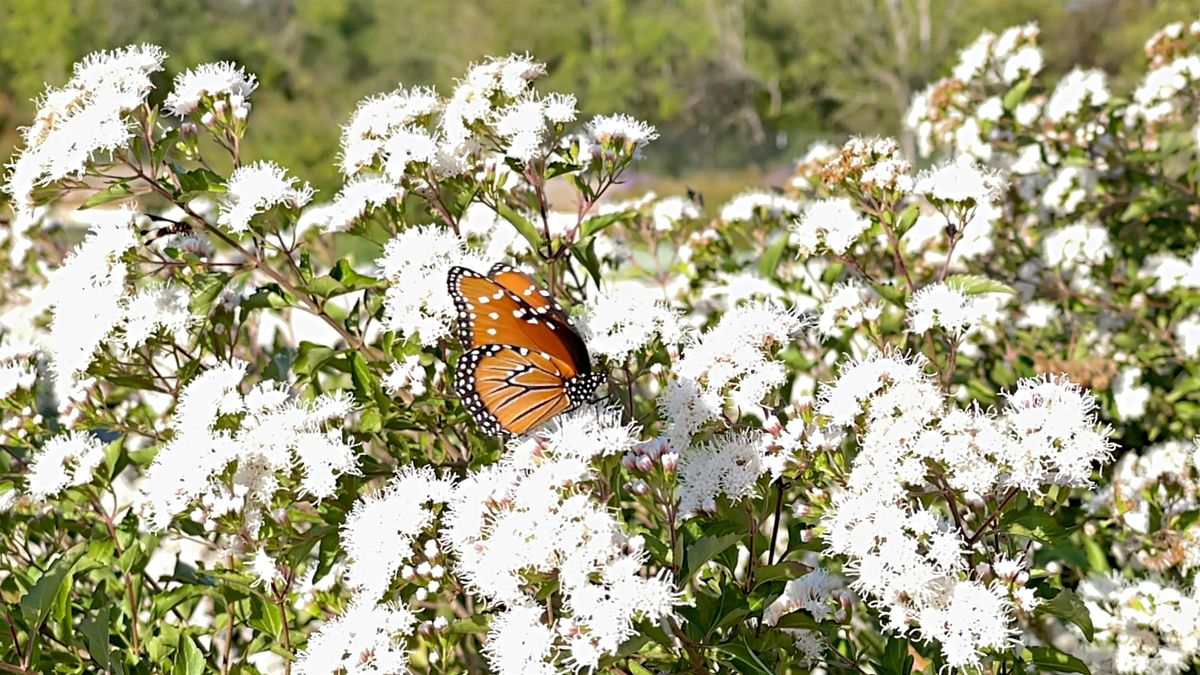 Circle of the Springs Garden Tour:  Native Plants & Wildlife