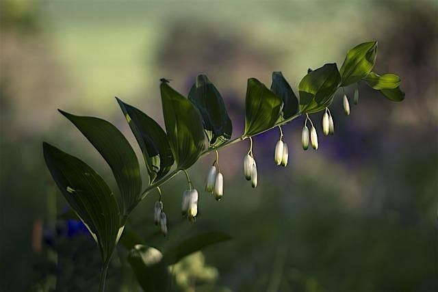 Copy of Wild Herb Walk with Kyle Denton of Tippecanoe Herbs