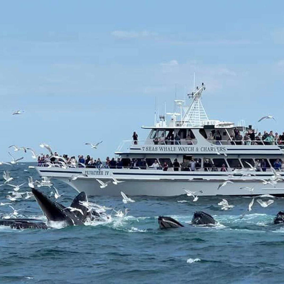 Whale Watch with 7 Seas