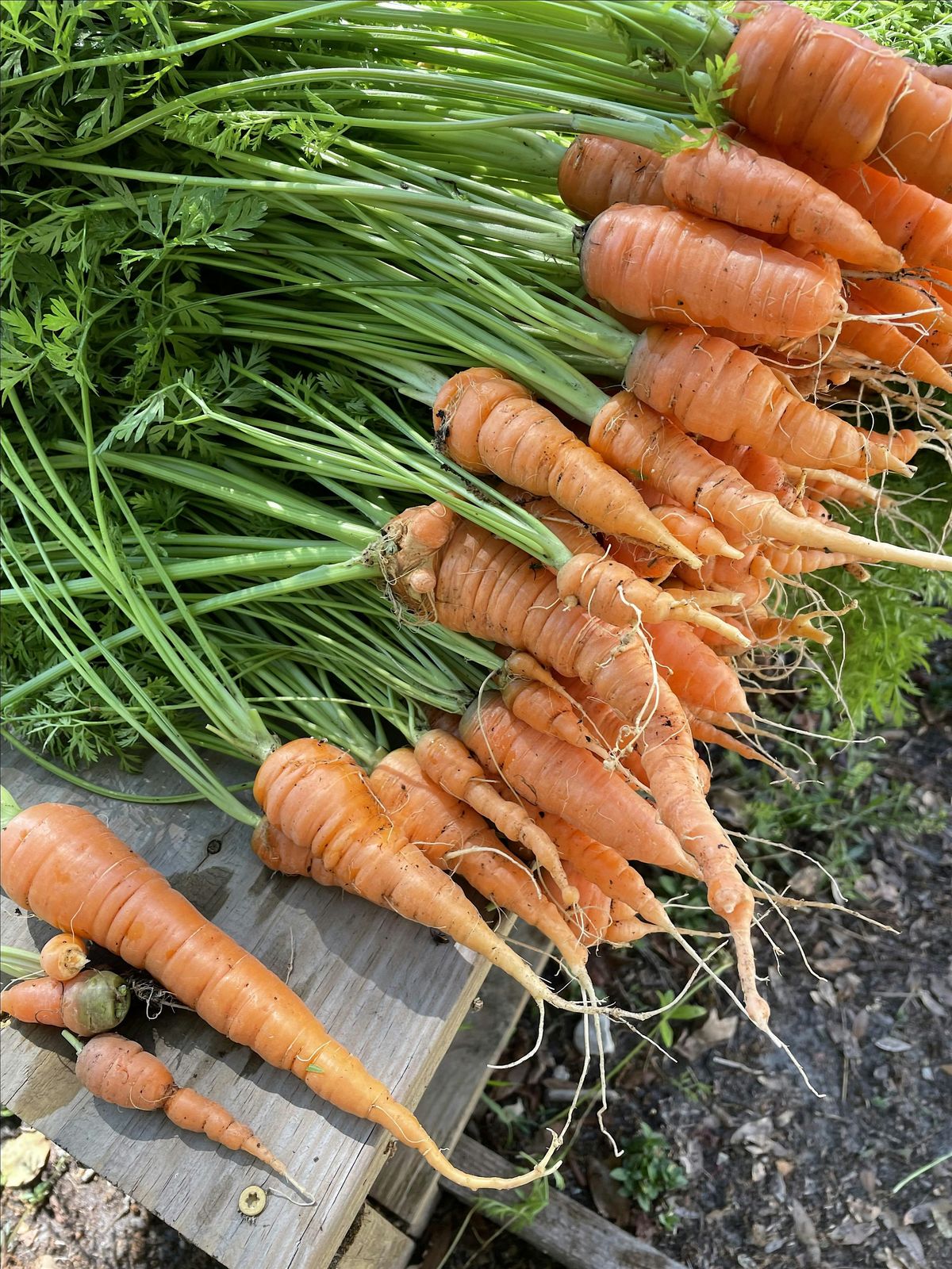 How to Compost