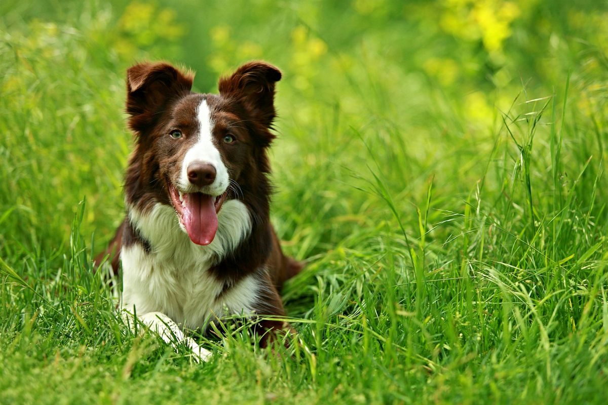 Calm & Confident Dog Training Seminar Abraham Mashal and Kurdt Greenwood