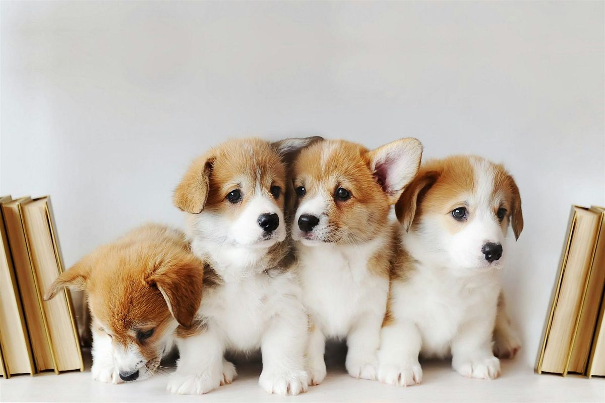 Puppies Puppies Cookie Decorating Class