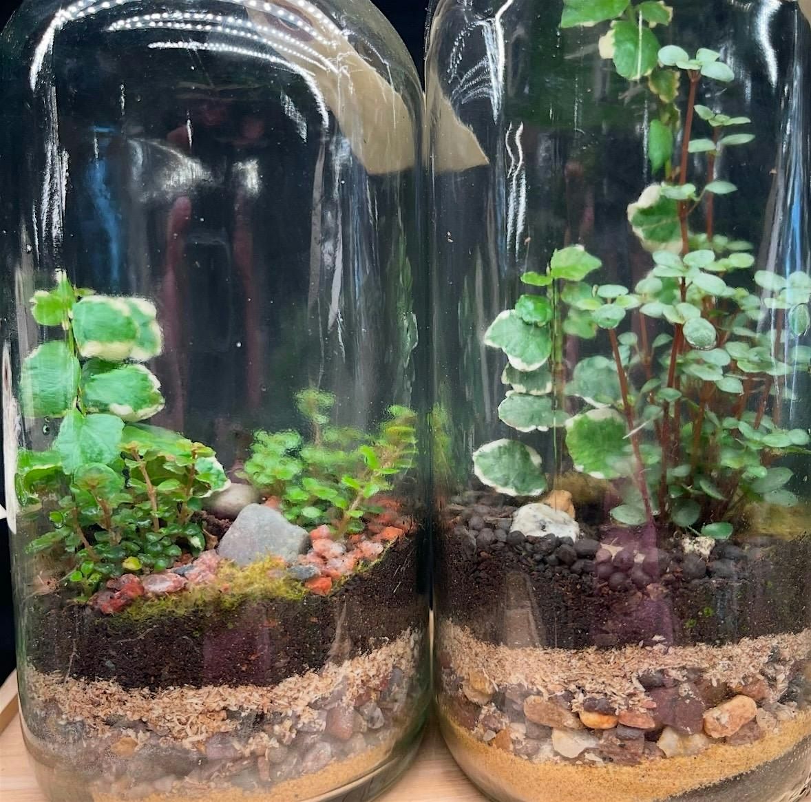 Three 16 oz.  BioActive Terrarium Workshop: Friday March 7th, 6-8pm