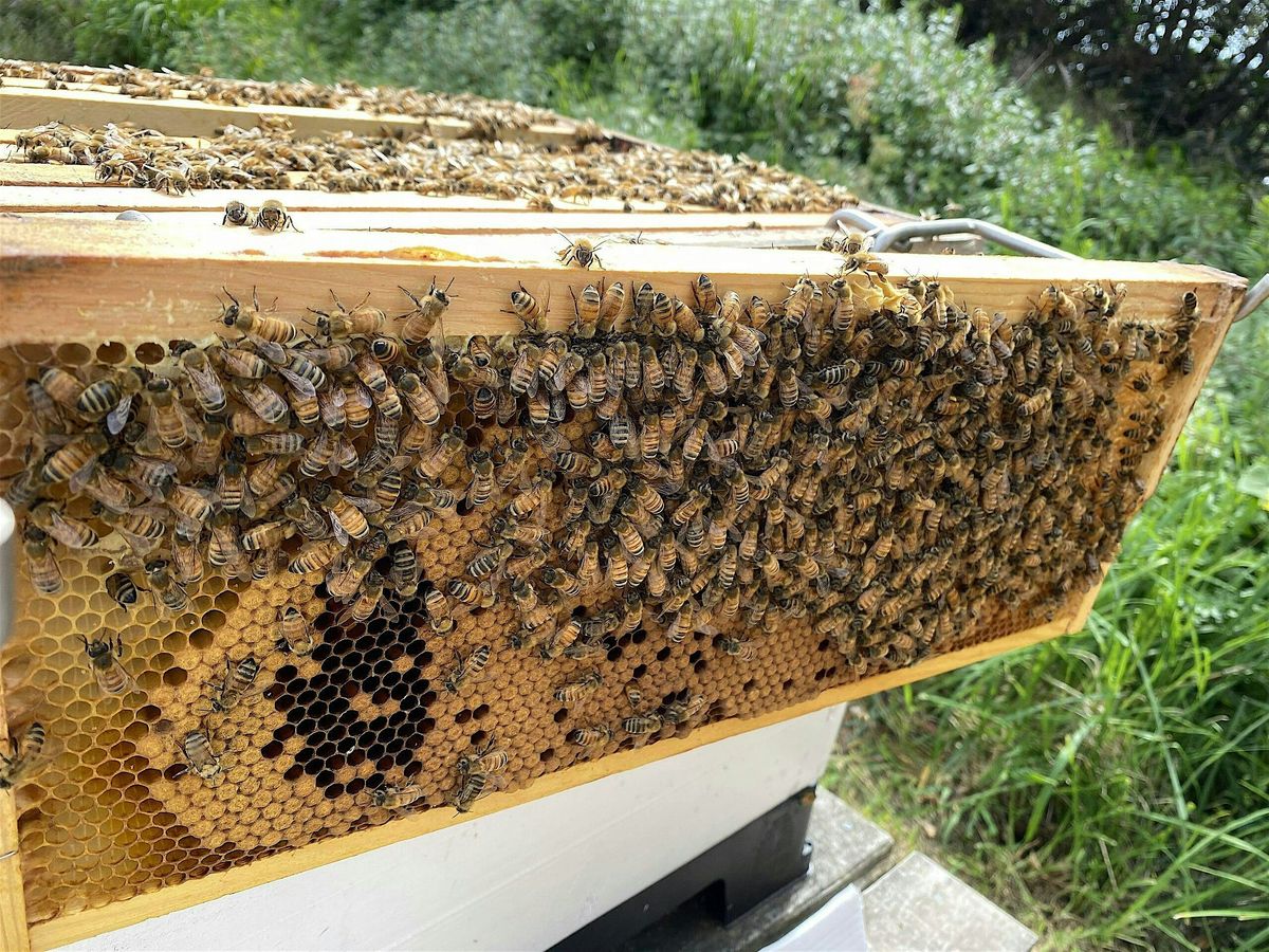 Beekeeping New Season Preparation Course 2026