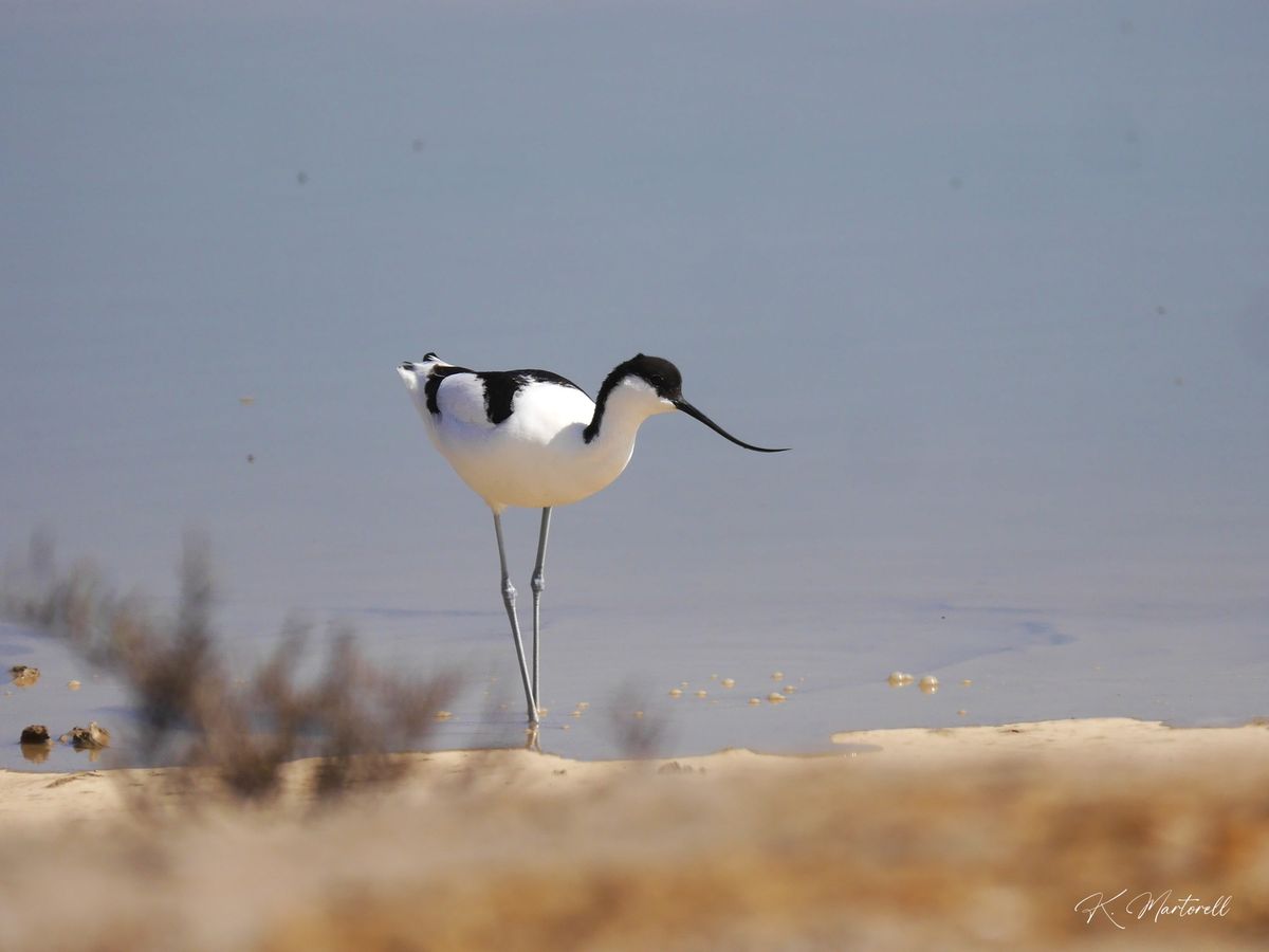 Sortie oiseaux \u00e0 La Palme