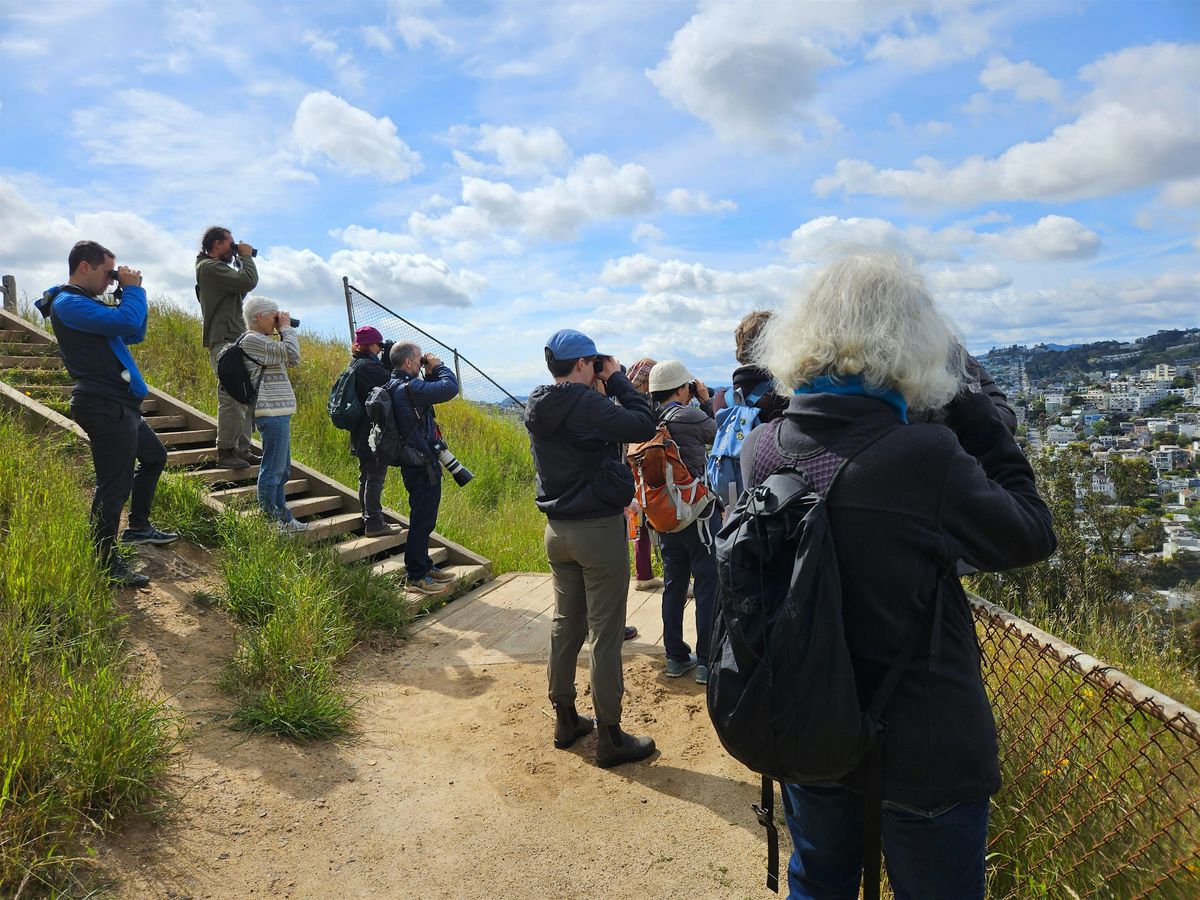 Birding on Corona Heights, March 15th