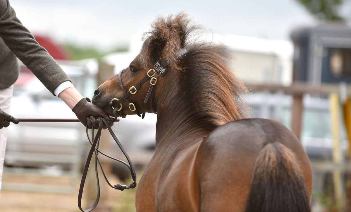 Showing extravaganza & Shetland Show