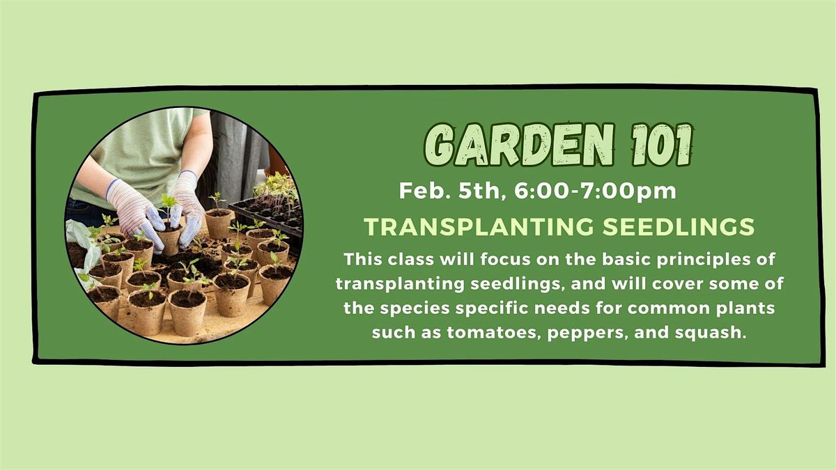 Garden 101: Transplanting Seedlings