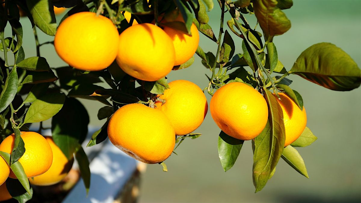 Knowing & Growing Citrus