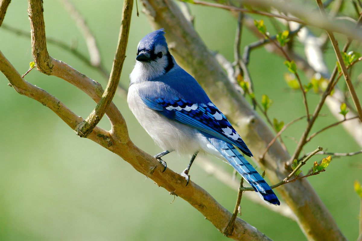 Birding at Burden August 2025