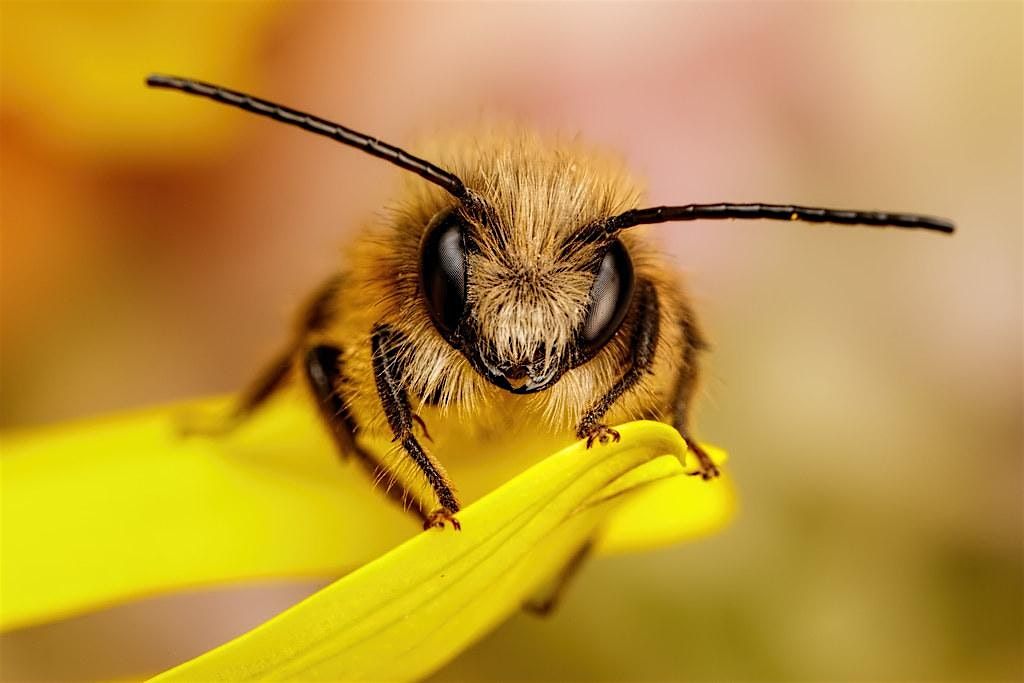 Mason & Honey Bee Workshop