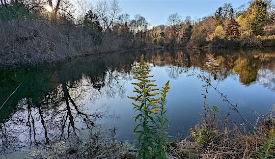 November Forest Bathing at Welkinweir Arboretum