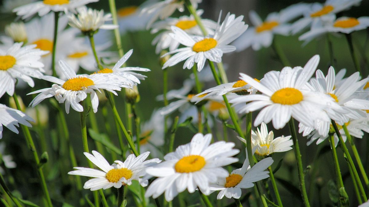Nourish Your Innate Joyfulness - iRest\u00ae Yoga Nidra Meditation & Sound