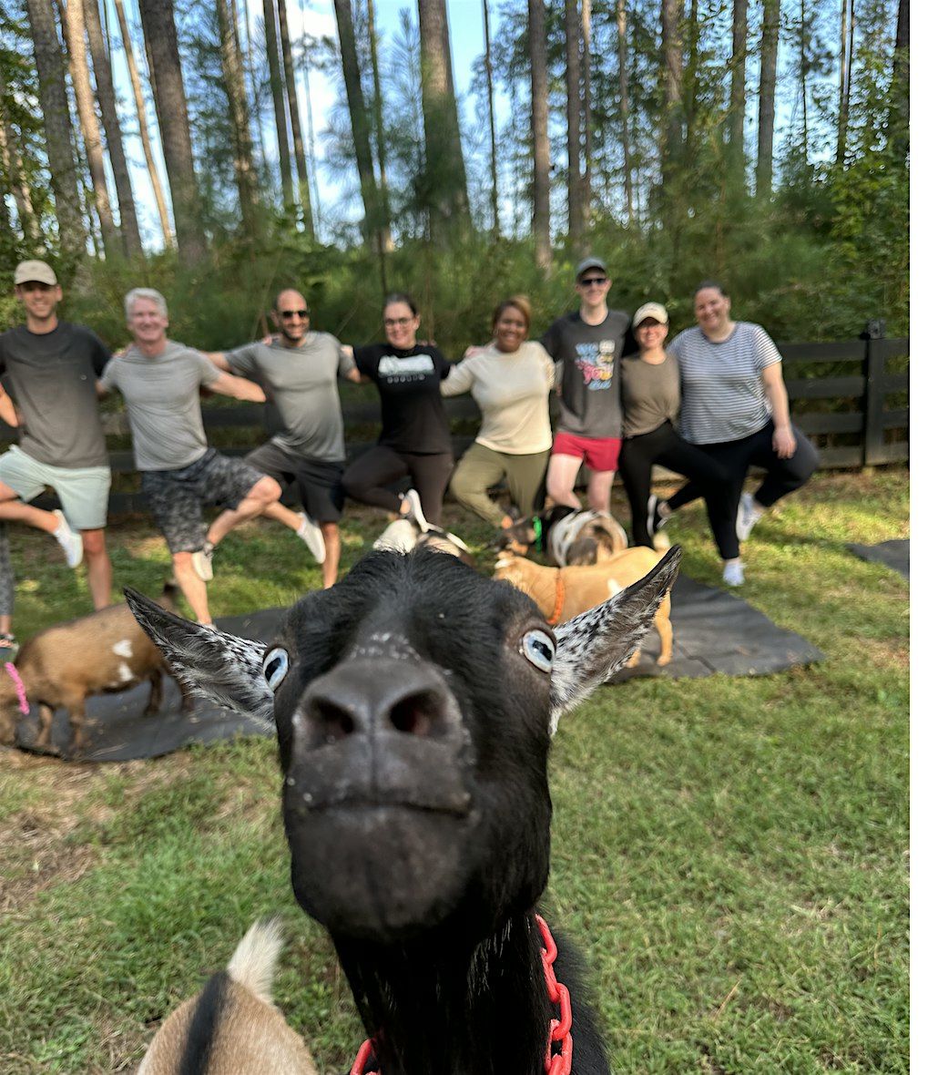 Serenbe Goat Yoga!