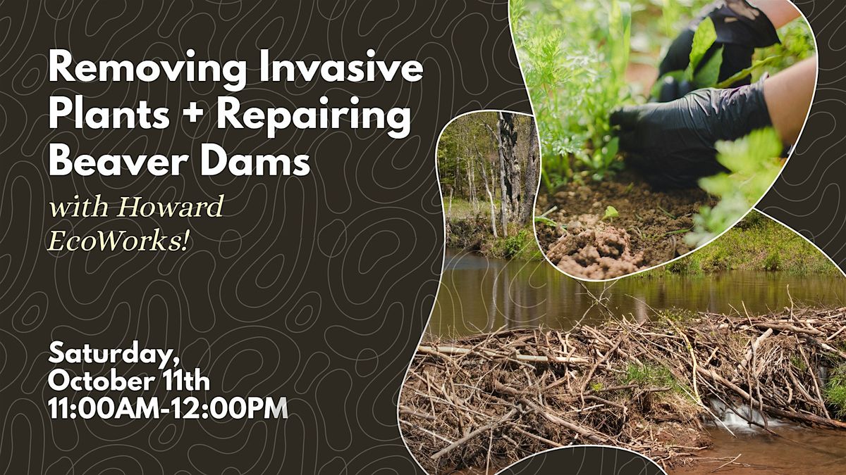 Invasive Removal with Howard Ecoworks!