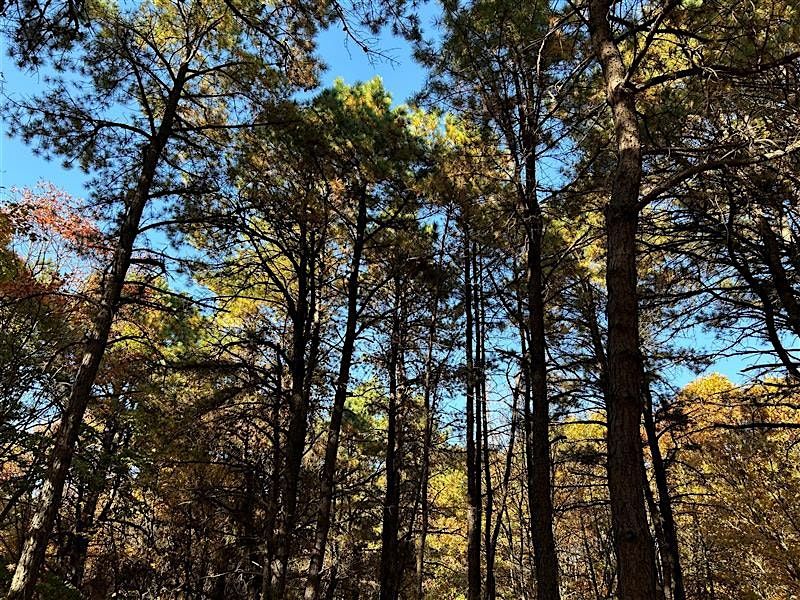 Pine Barrens Hike