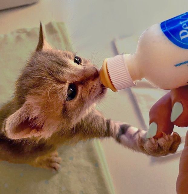 Kitten Bottle-Feeding Seminar