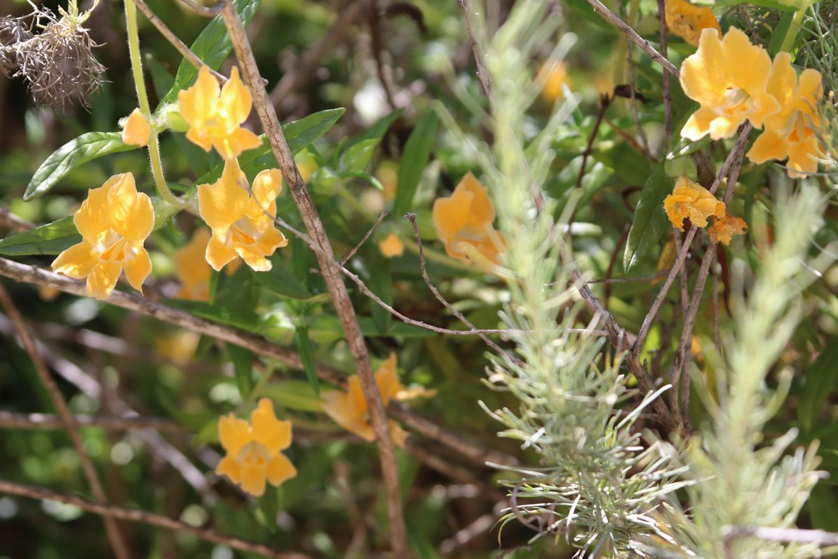 Native Plant Guided Hike